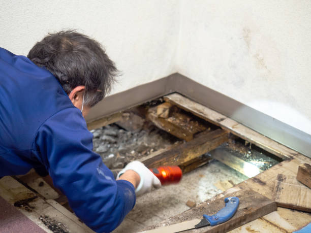 Best Kitchen Mold Remediation in White Sulphur Springs, WV