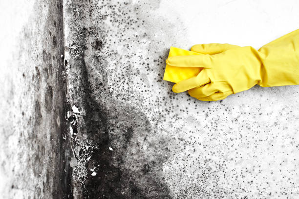 Best DIY Mold Remediation Support Services in White Sulphur Springs, WV