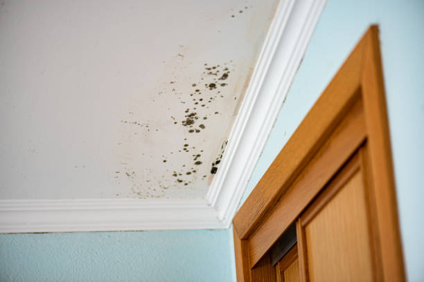 Best Post-Remediation Services in White Sulphur Springs, WV