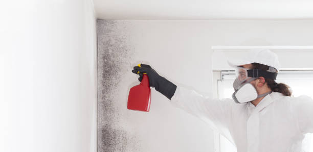 Best Crawl Space Mold Remediation in White Sulphur Springs, WV
