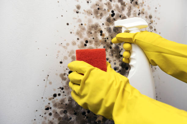 White Sulphur Springs, WV Mold Remediation Company
