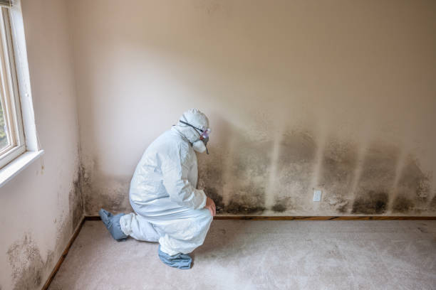Best Attic Mold Remediation in White Sulphur Springs, WV