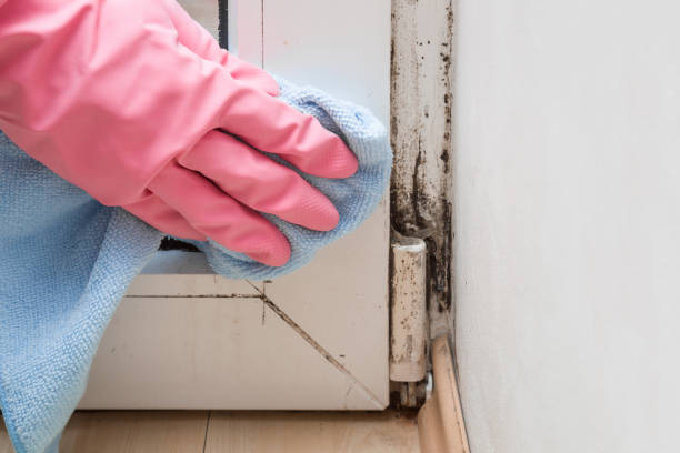 Best Basement Mold Remediation in White Sulphur Springs, WV